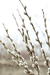 Beautiful fluffy catkins on willow tree outdoors, closeup