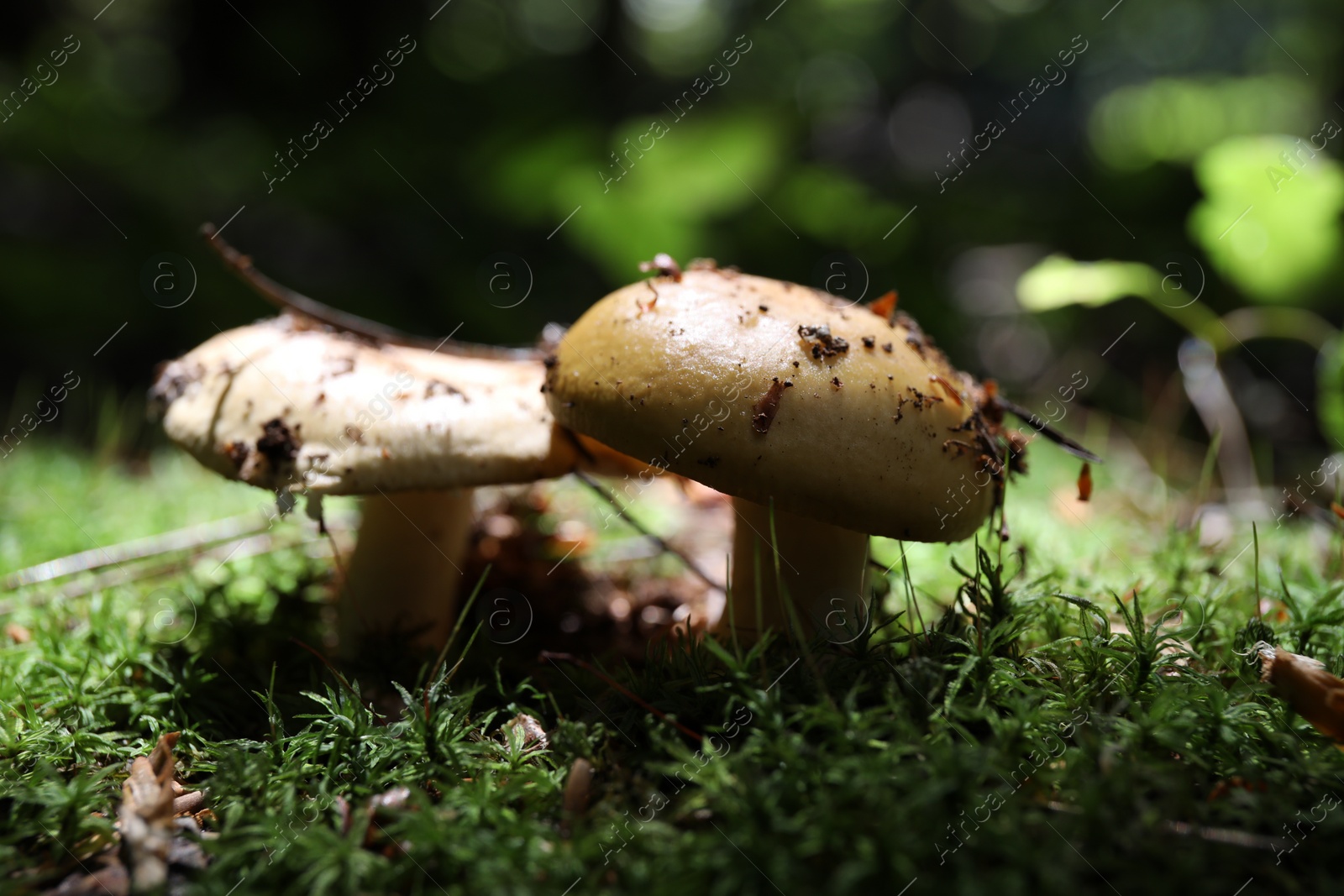 Photo of Closeup view of mushrooms growing in forest