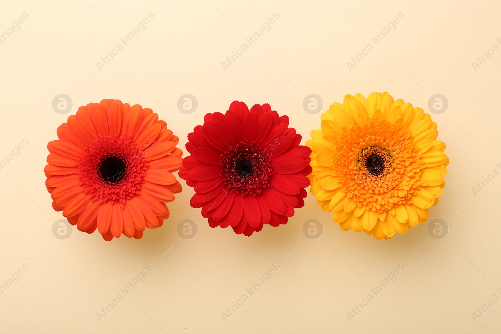 Photo of Beautiful colorful gerbera flowers on beige background, top view