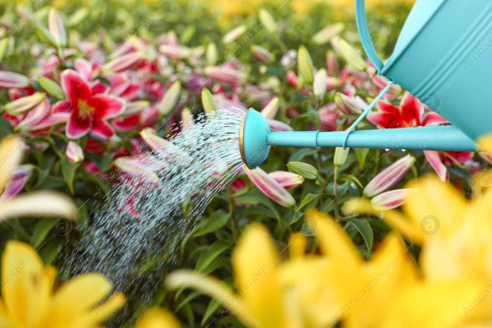 Photo of Watering beautiful lilies with can at field, closeup. Flower gardening