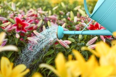 Photo of Watering beautiful lilies with can at field, closeup. Flower gardening