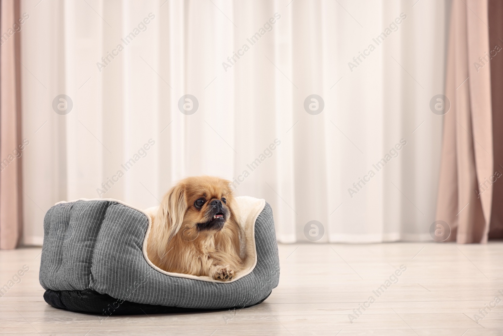 Photo of Cute Pekingese dog on pet bed in room, space for text