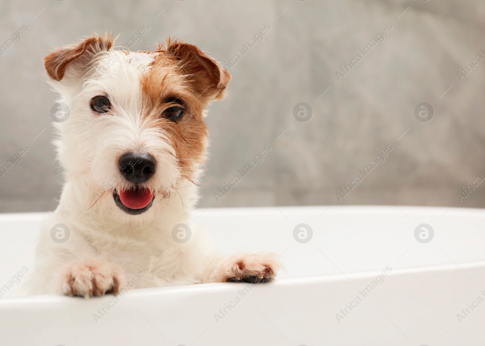 Photo of Portrait of cute dog with shampoo foam on head in bath tub indoors. Space for text