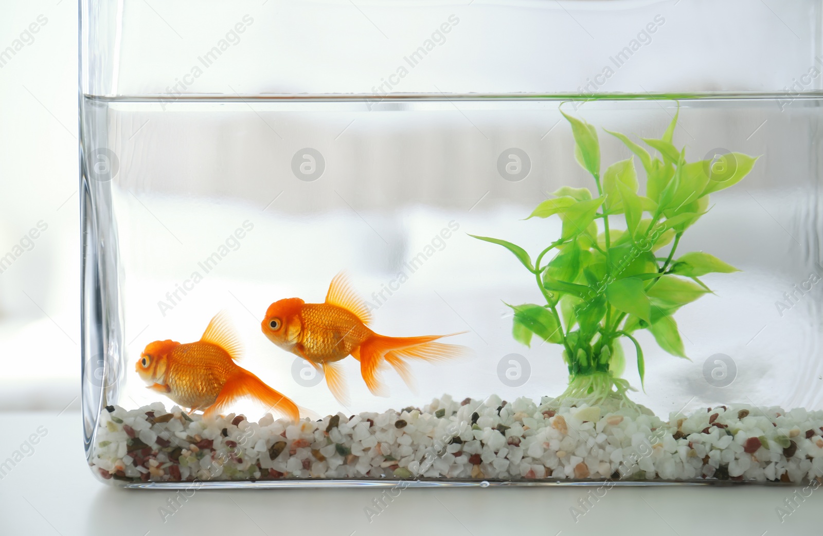 Photo of Beautiful bright goldfish in aquarium on table