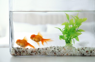 Photo of Beautiful bright goldfish in aquarium on table