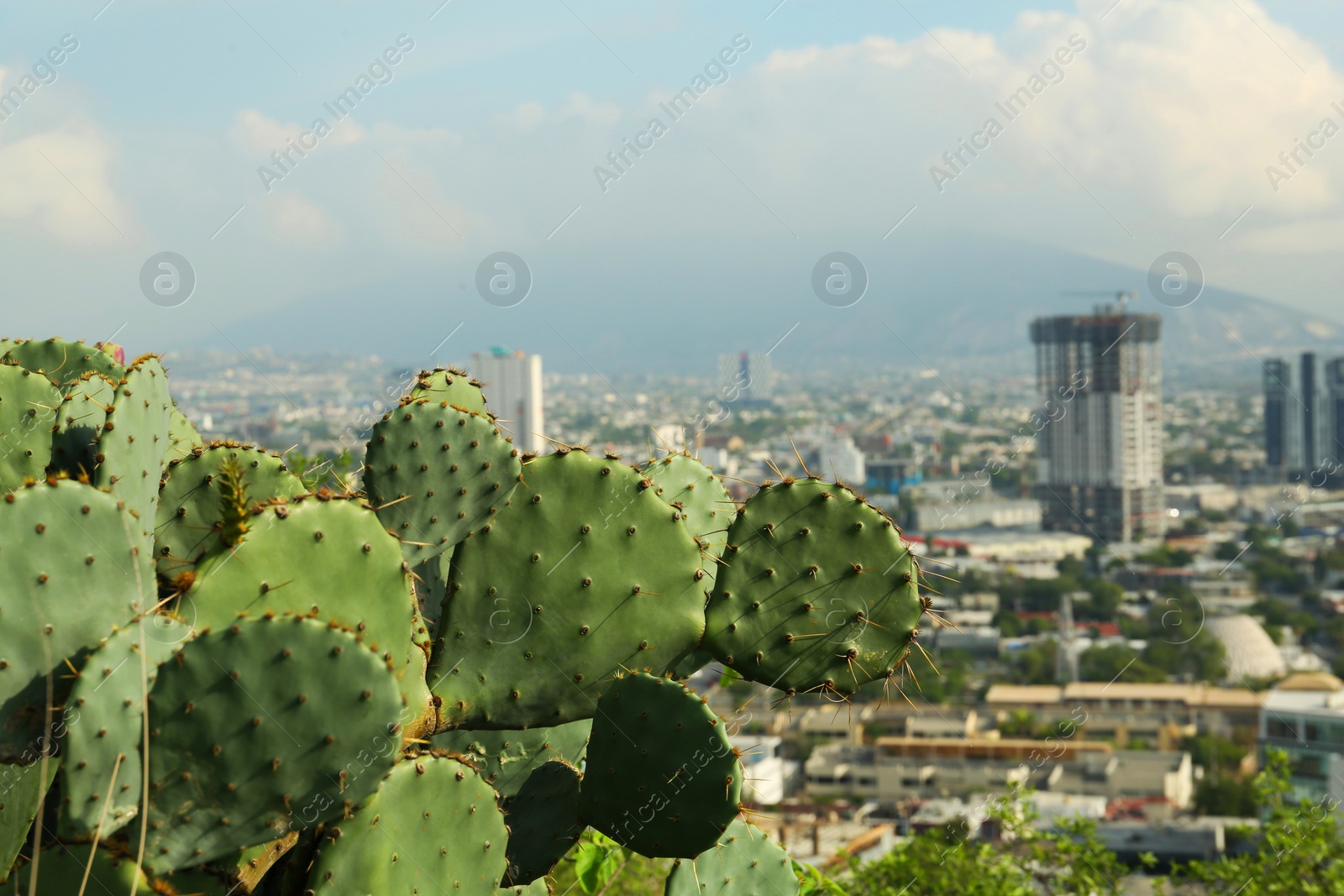 Photo of Beautiful view of cactuses with thorns against city and many buildings under cloudy sky, closeup. Space for text