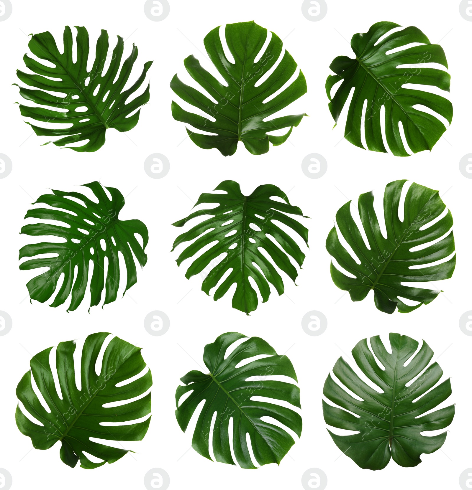 Image of Set with tropical monstera leaves on white background