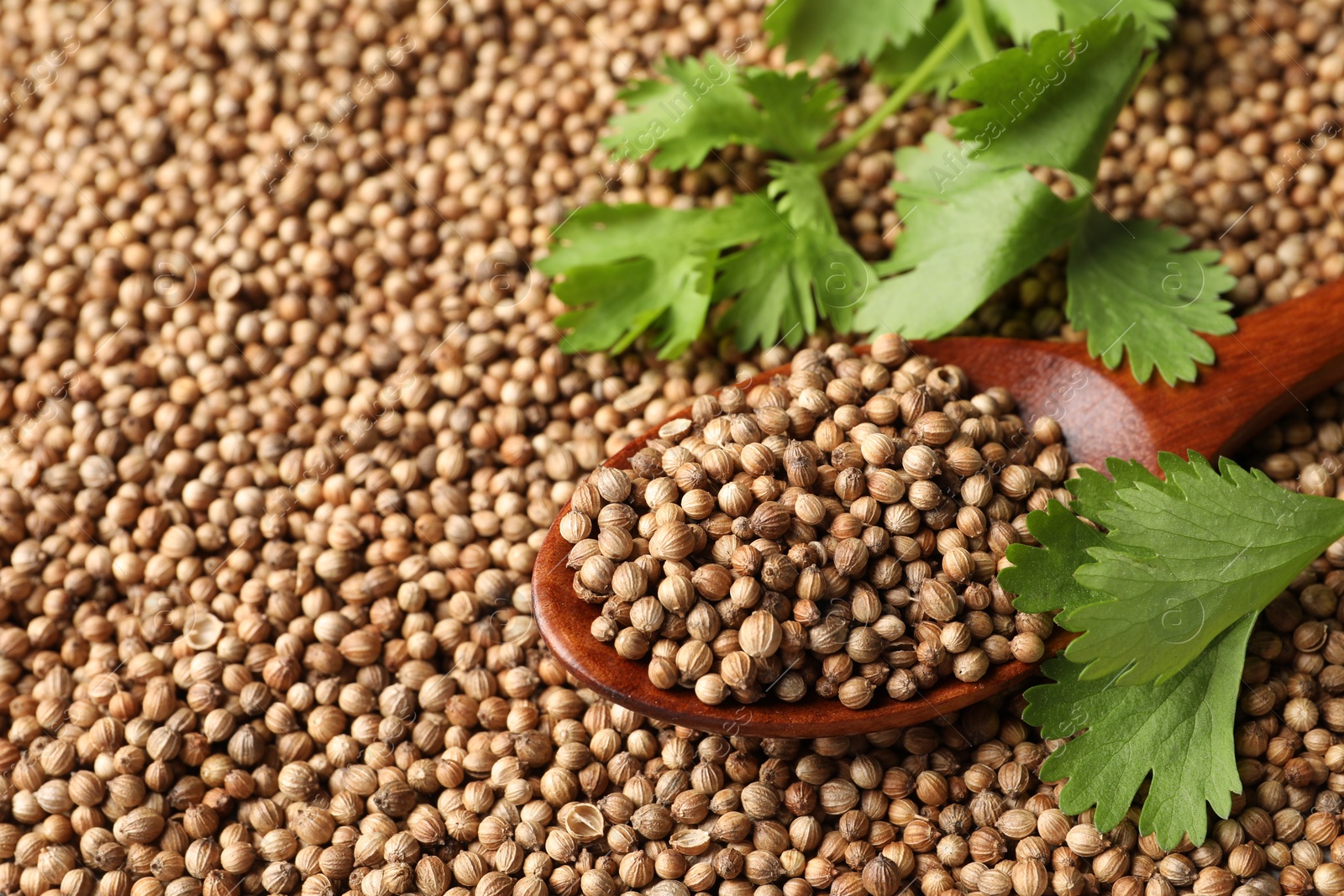 Photo of Dried coriander seeds, wooden spoon and green leaves, closeup. Space for text