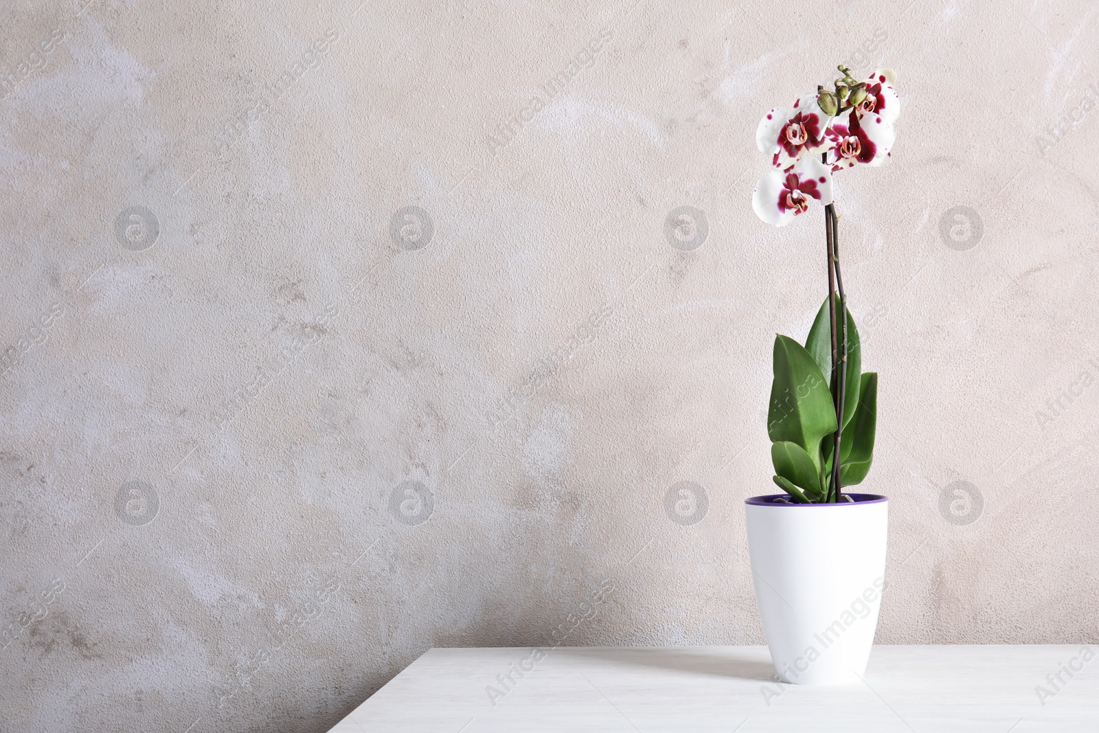 Photo of Beautiful tropical orchid flower in pot on table near color wall. Space for text