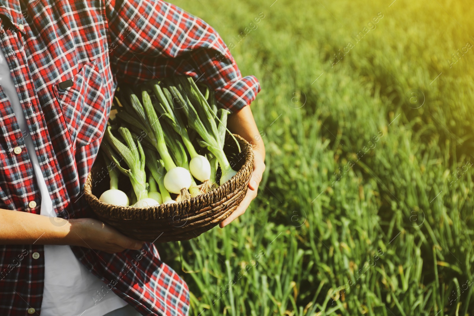 Photo of Woman holding wicker bowl with fresh green onions in field, closeup