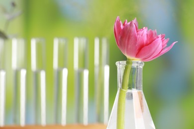Beautiful pink flower in laboratory glass flask against blurred test tubes, closeup. Space for text