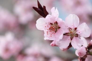 Amazing spring blossom. Closeup view of cherry tree with beautiful pink flowers outdoors, space for text