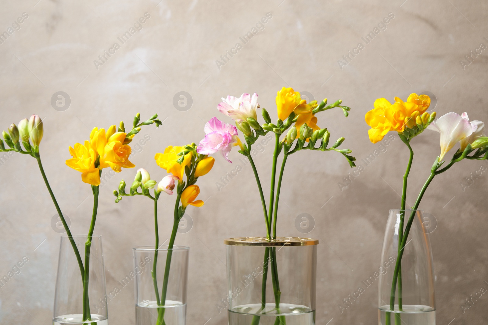 Photo of Beautiful blooming freesias in glass vases against grey background