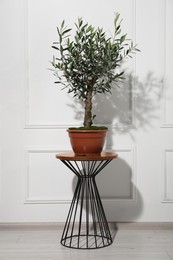Beautiful young potted olive tree on table near white wall indoors. Interior element