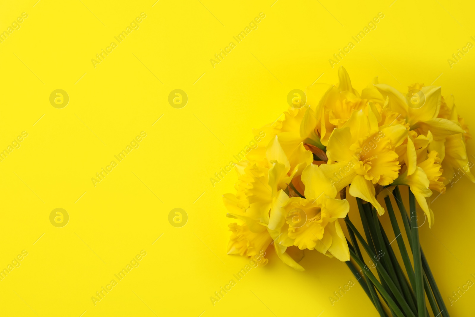 Photo of Beautiful daffodil bouquet on yellow background, top view. Space for text