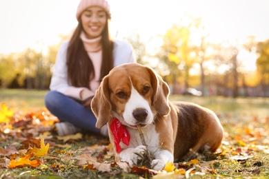 Woman walking her cute Beagle dog in autumn park