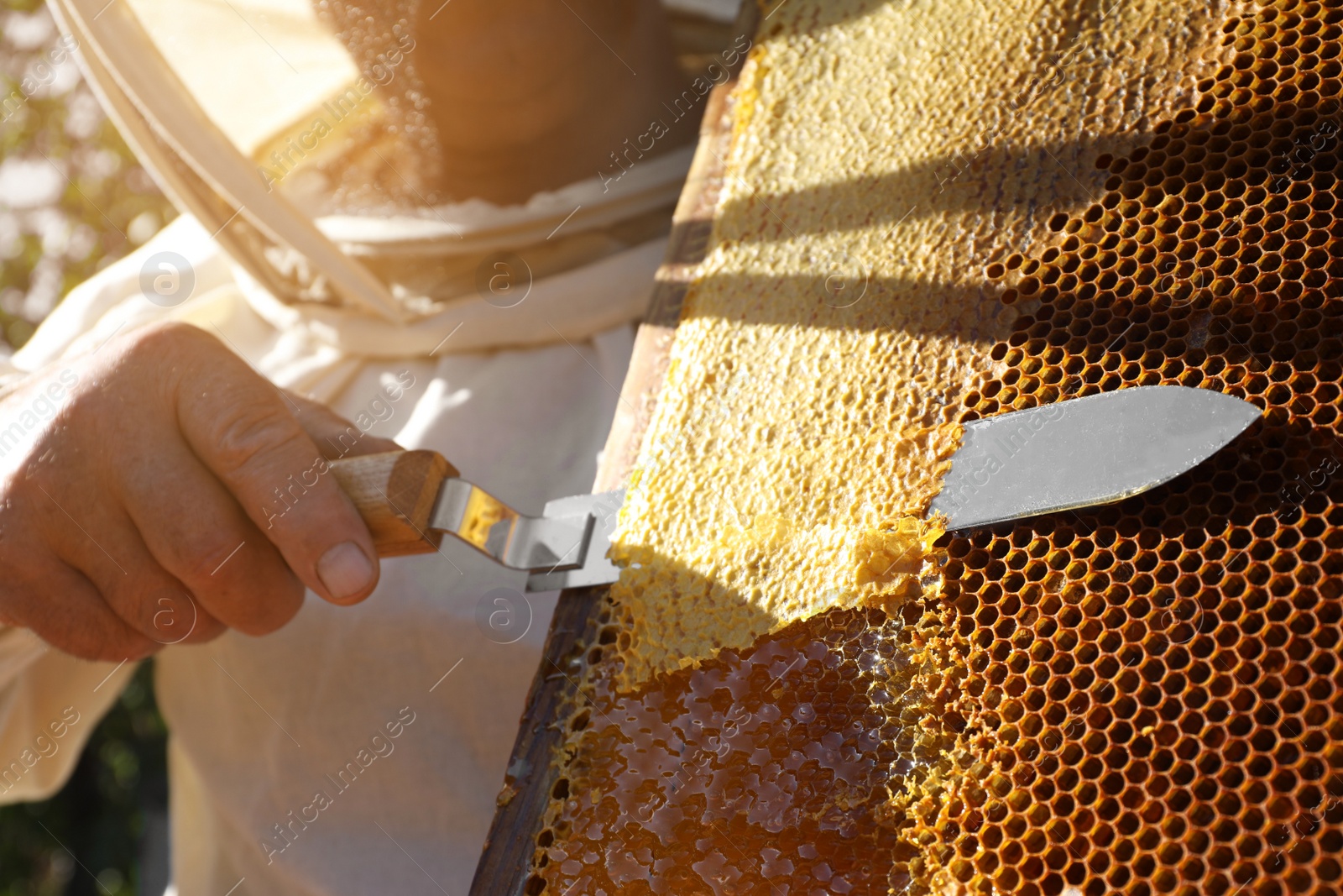 Photo of Senior beekeeper uncapping honeycomb frame with knife outdoors, closeup