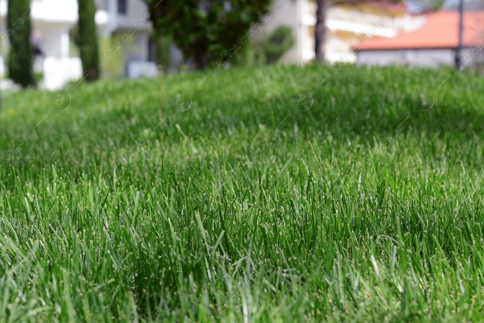 Photo of Green lawn with fresh grass outdoors on sunny day