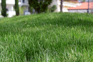 Photo of Green lawn with fresh grass outdoors on sunny day