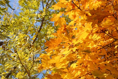 Photo of Beautiful tree with orange leaves outdoors, low angle view. Autumn season