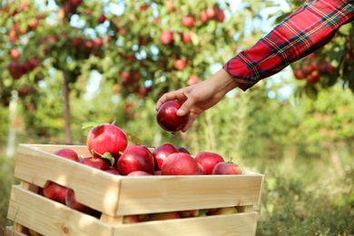 Photo of Young woman holding apple above crate in garden, closeup