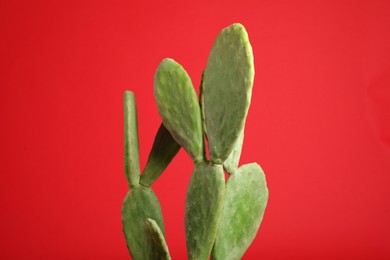 Photo of Beautiful cactus on red background. Tropical plant