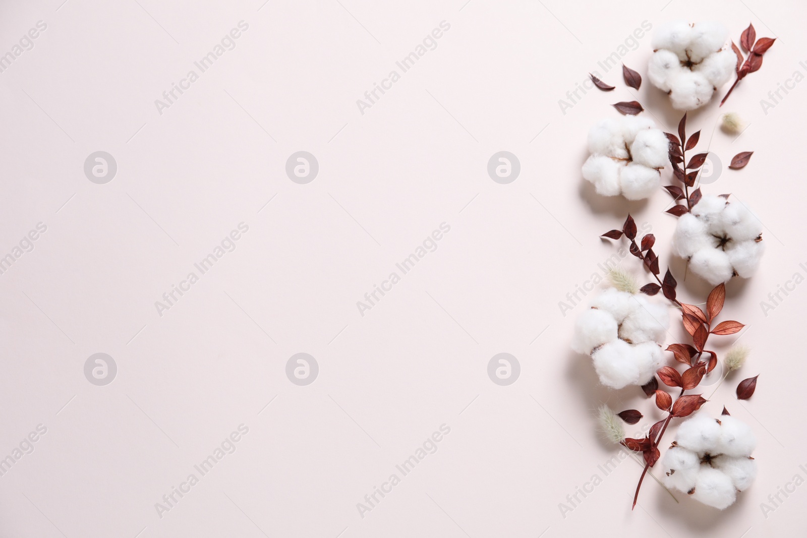Photo of Flat lay composition with cotton flowers on light background. Space for text