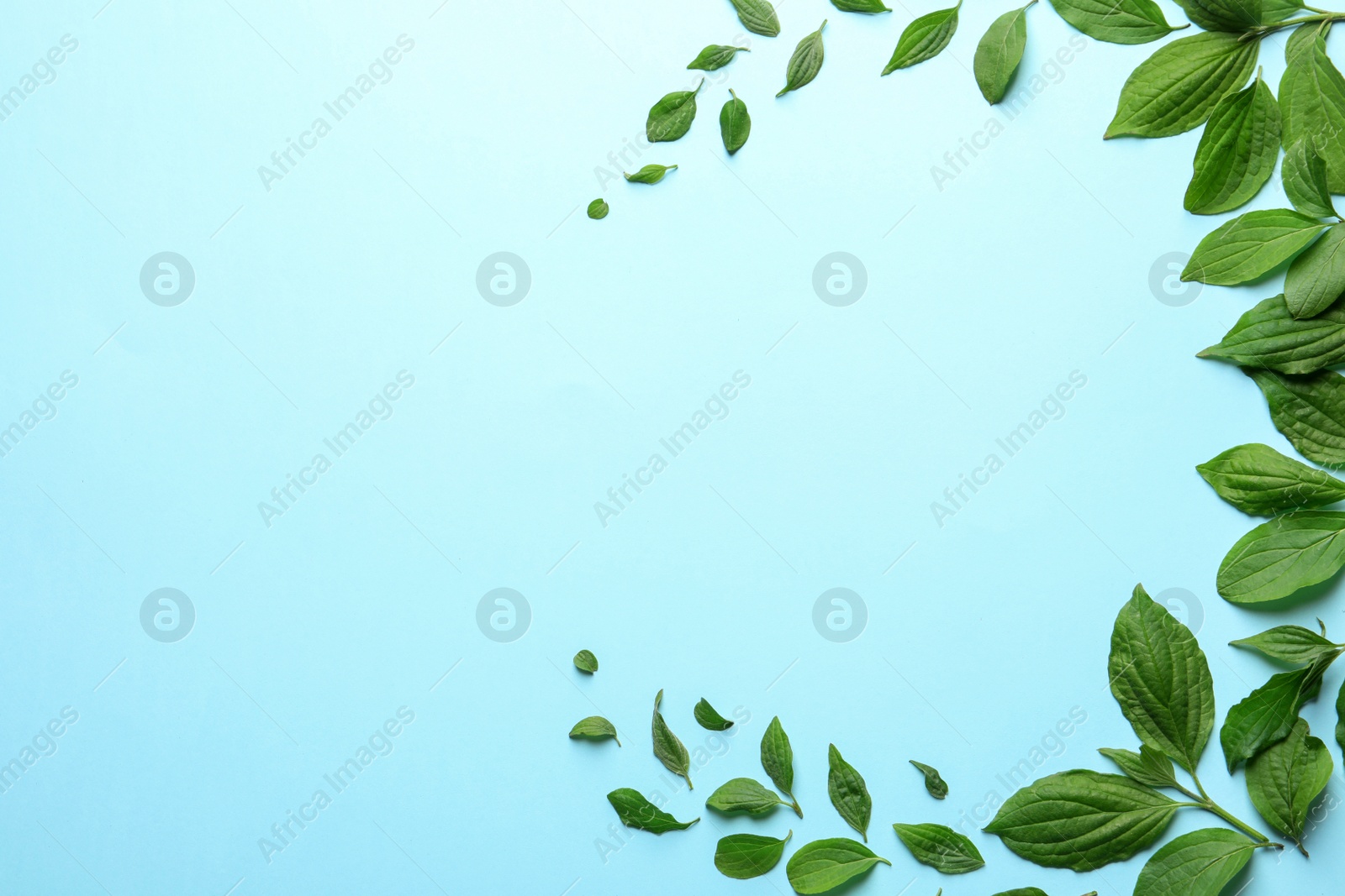 Photo of Flat lay composition with green leaves on color background. Space for text