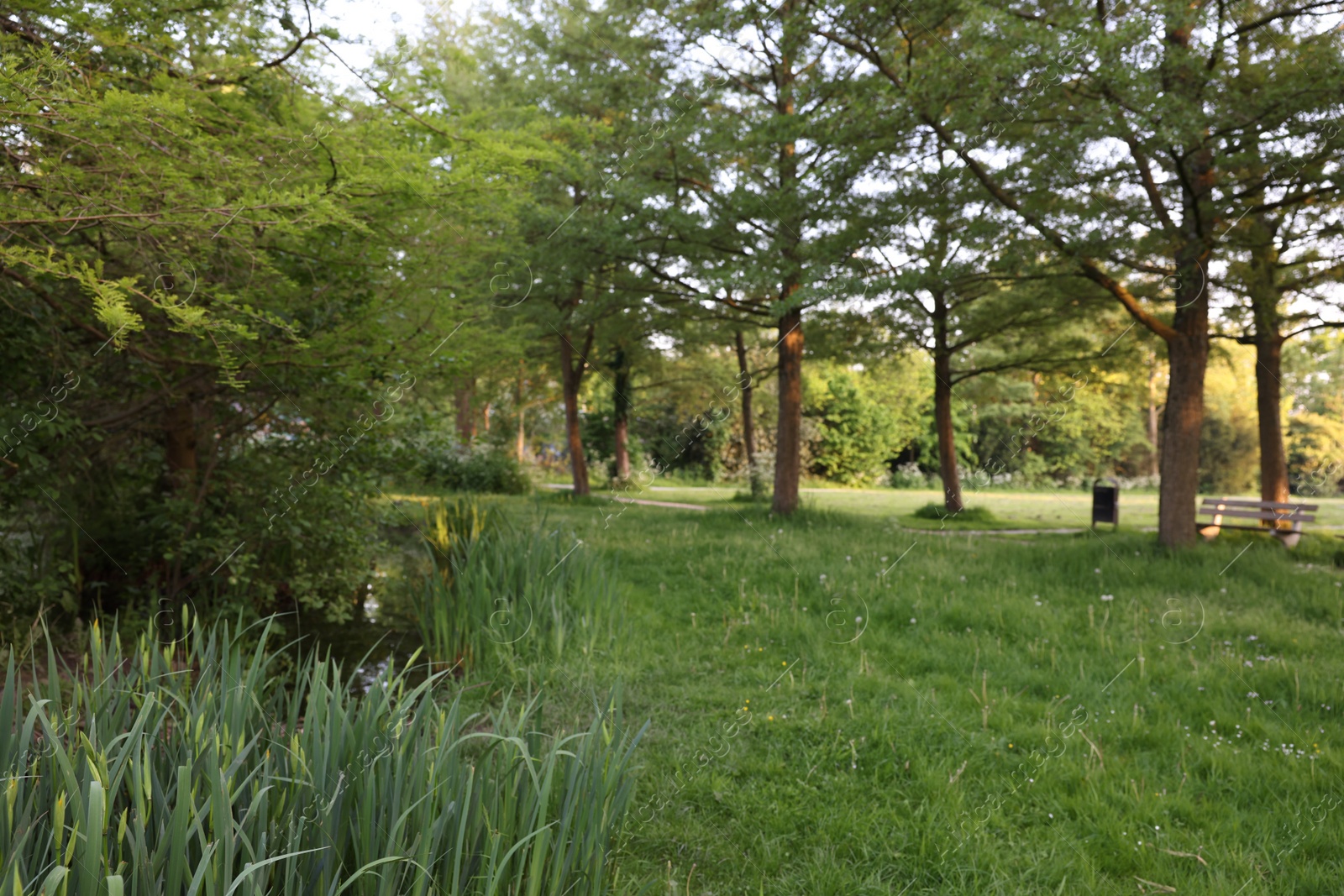 Photo of Picturesque view of park with green grass and plants outdoors