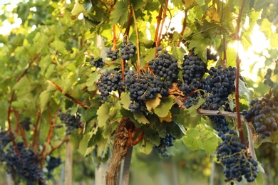 Photo of Fresh ripe juicy grapes growing on branches in vineyard