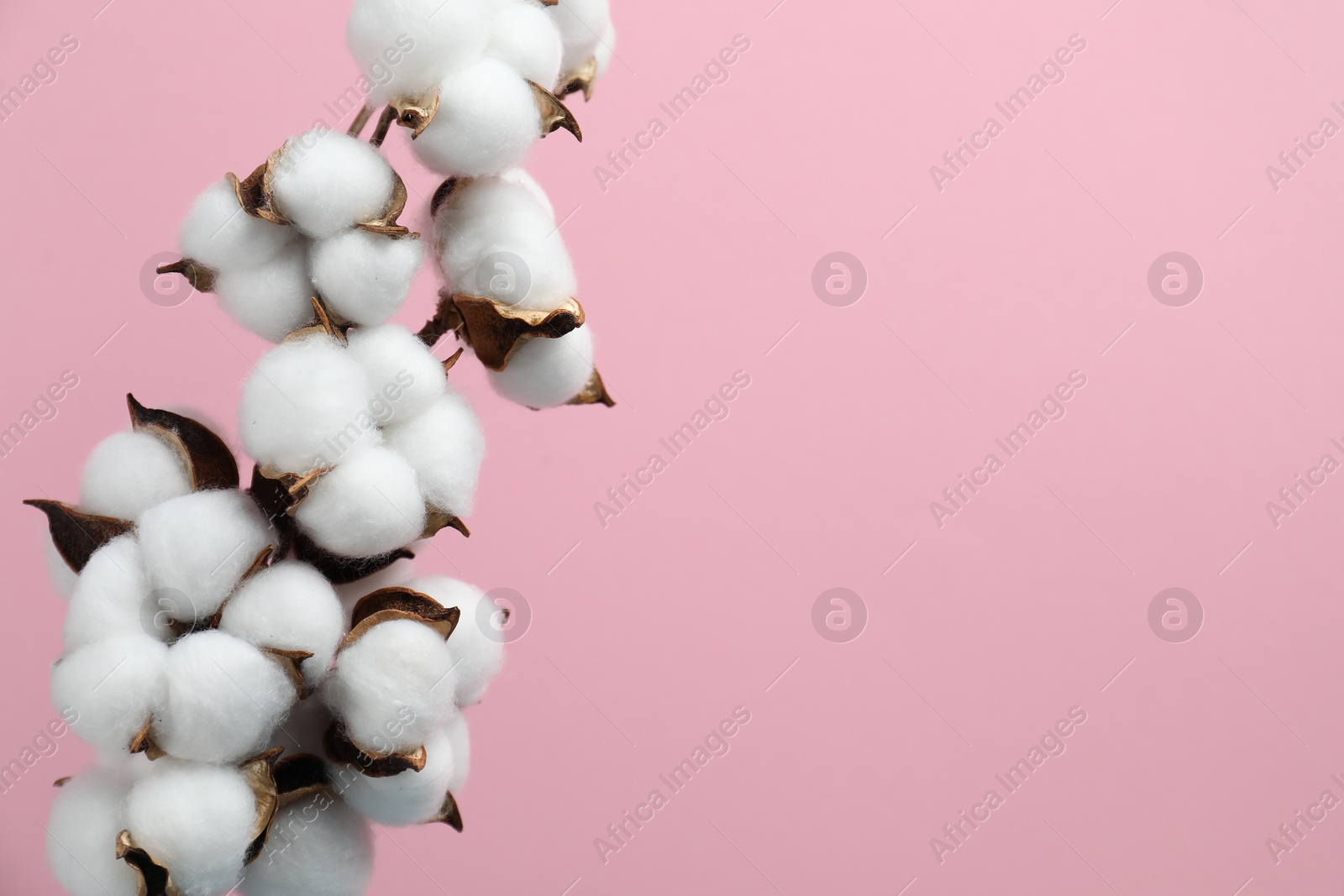 Photo of Beautiful cotton branch with fluffy flowers on pink background, space for text