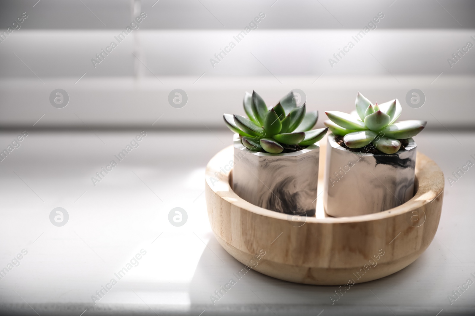 Photo of Beautiful potted succulents on white window sill. Space for text