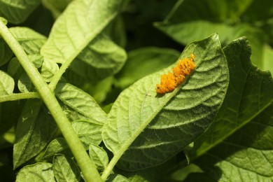 Photo of Colorado potato beetle eggs on green plant outdoors, closeup