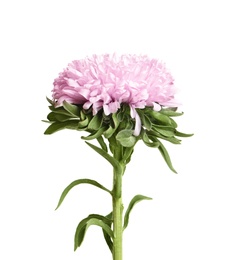 Beautiful bright aster flower on white background