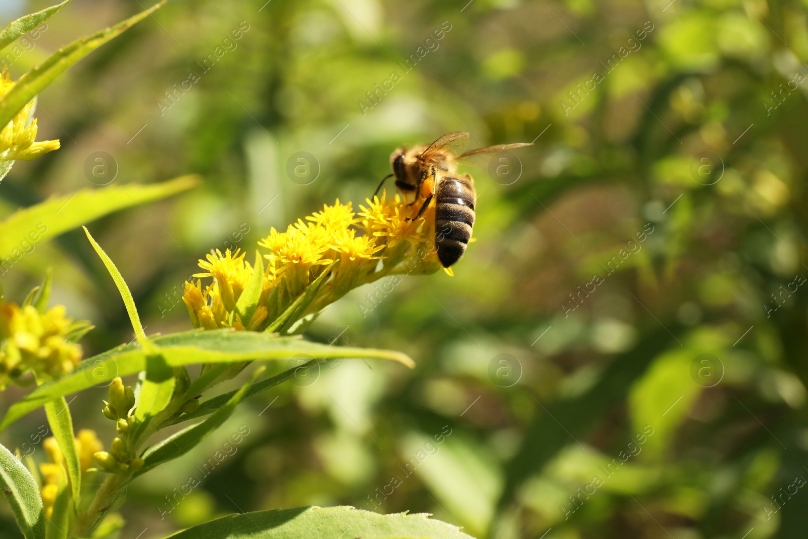 Photo of Honeybee collecting nectar from yellow flowers outdoors, closeup. Space for text