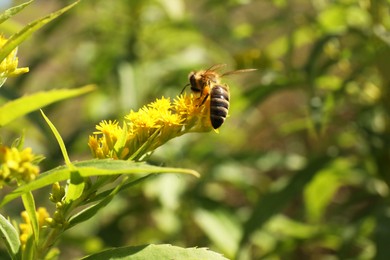 Honeybee collecting nectar from yellow flowers outdoors, closeup. Space for text
