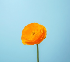 Beautiful ranunculus flower on color background