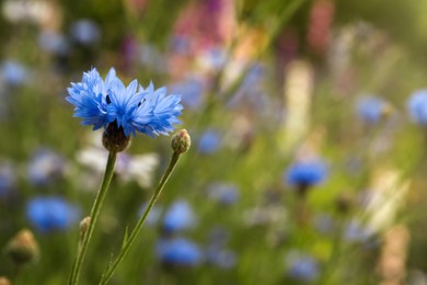 Beautiful blue cornflower outdoors on summer day, closeup