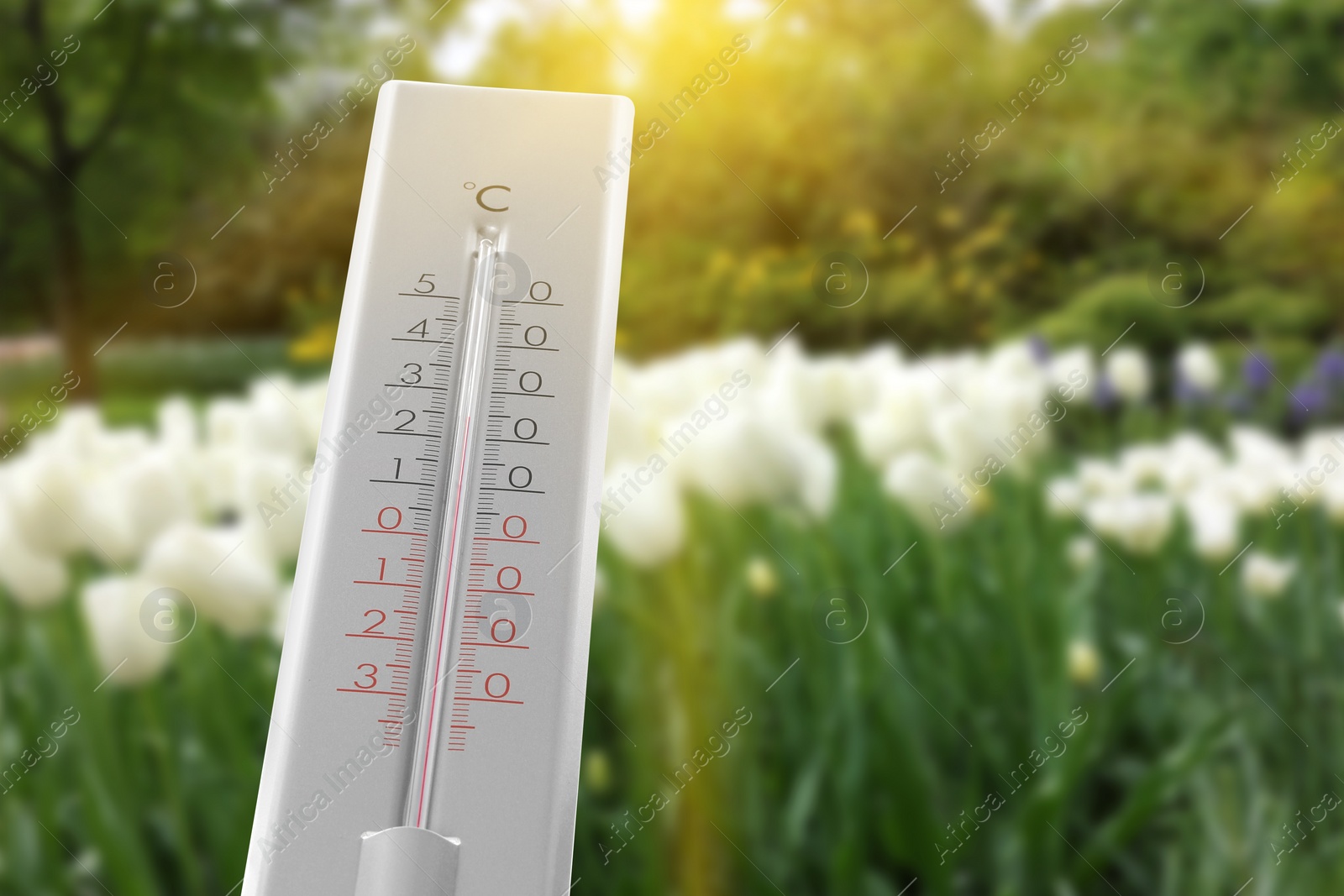 Image of Thermometer and beautiful white tulips outdoors. Temperature in spring