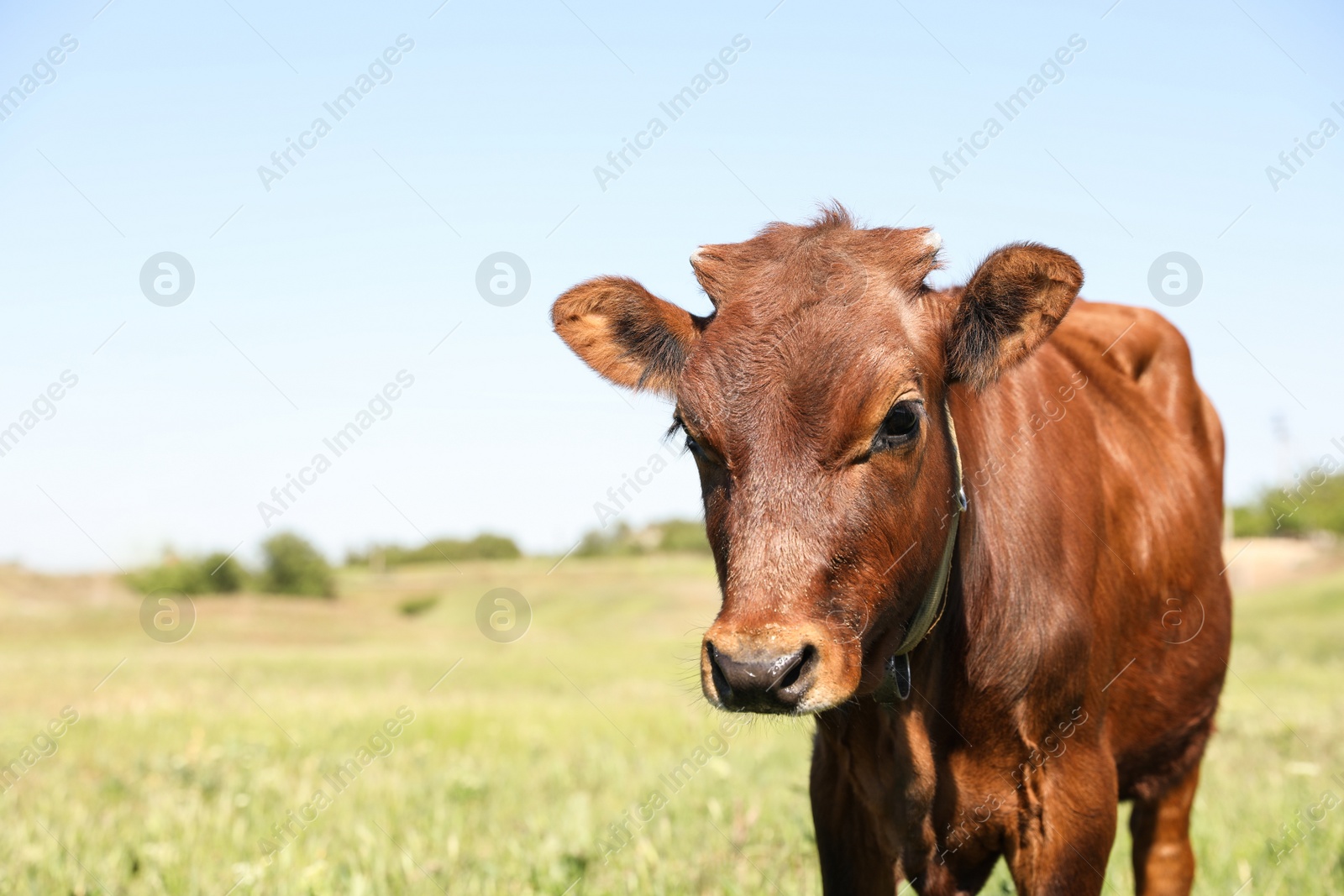 Photo of Cute brown calf outdoors on sunny day. Animal husbandry