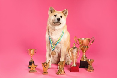 Photo of Adorable Akita Inu dog with champion trophies and medals on pink background