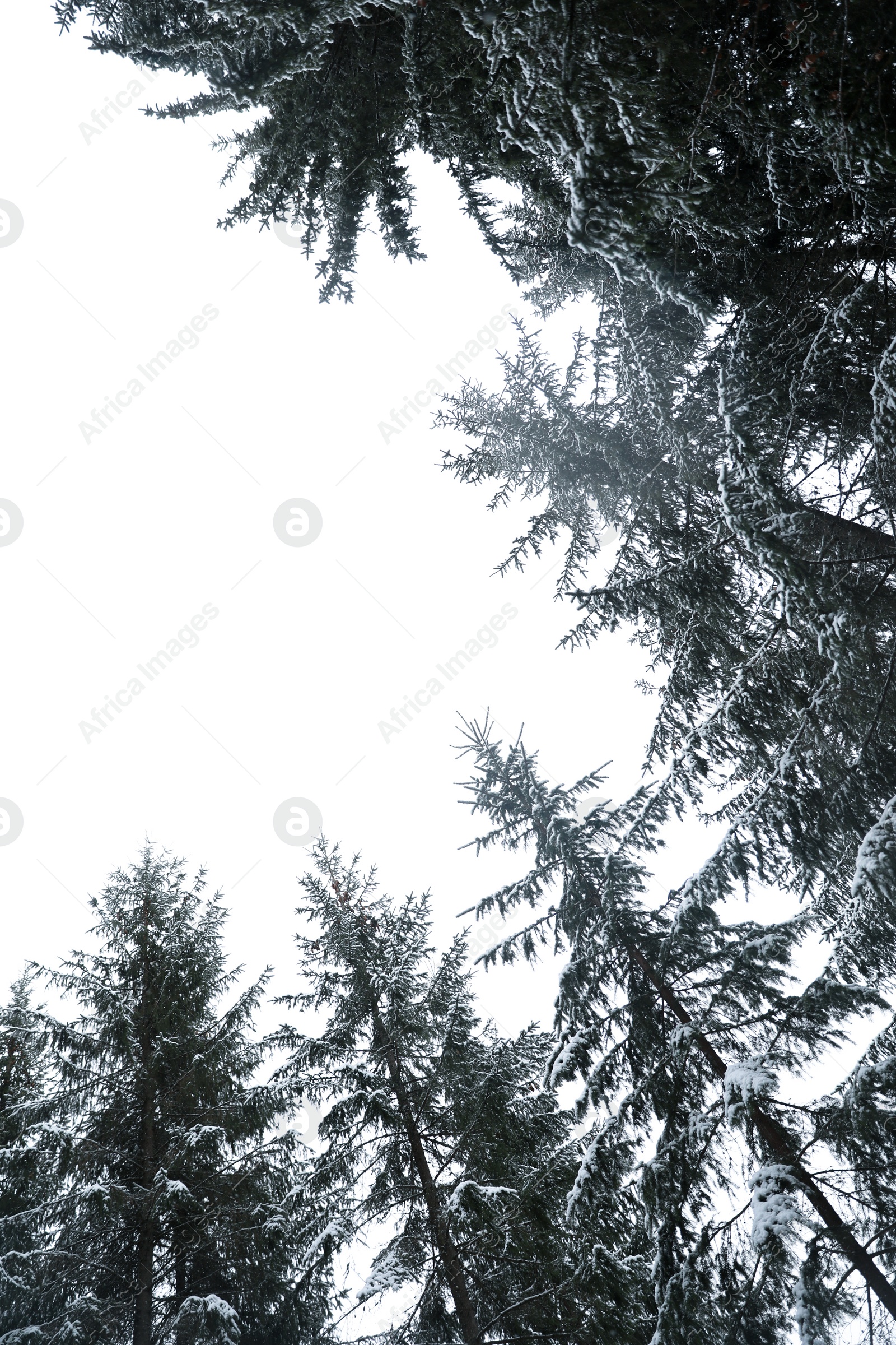 Photo of Beautiful view of conifer forest on snowy winter day, view from below