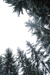 Beautiful view of conifer forest on snowy winter day, view from below