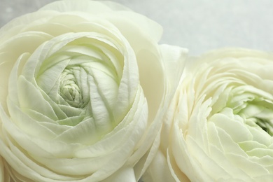 Photo of Beautiful ranunculus flowers, closeup