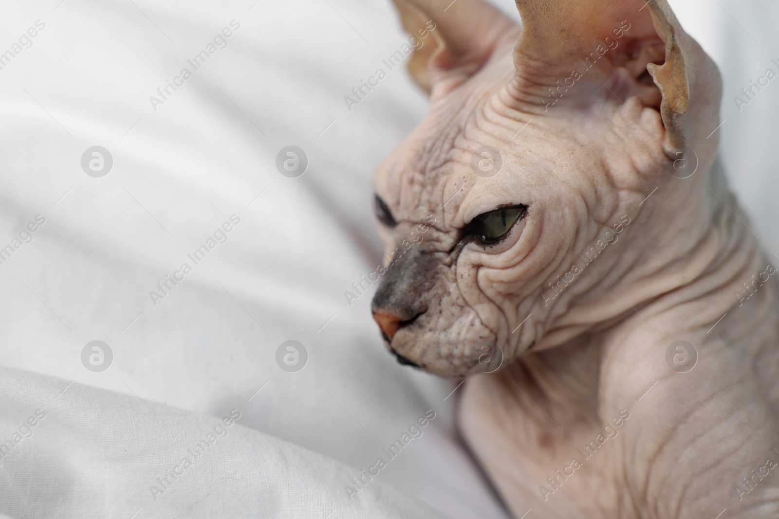 Photo of Adorable Sphynx cat on bed at home, closeup with space for text. Lovely pet