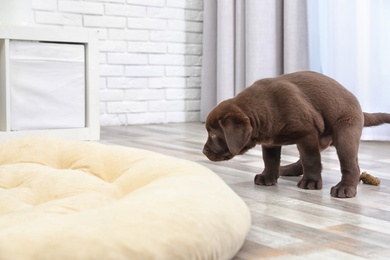 Photo of Chocolate Labrador Retriever puppy pooping on floor indoors