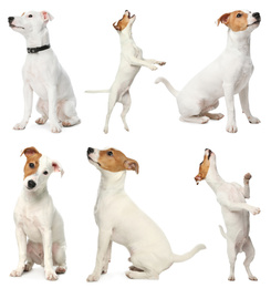 Set of Jack Russel Terrier dogs on white background