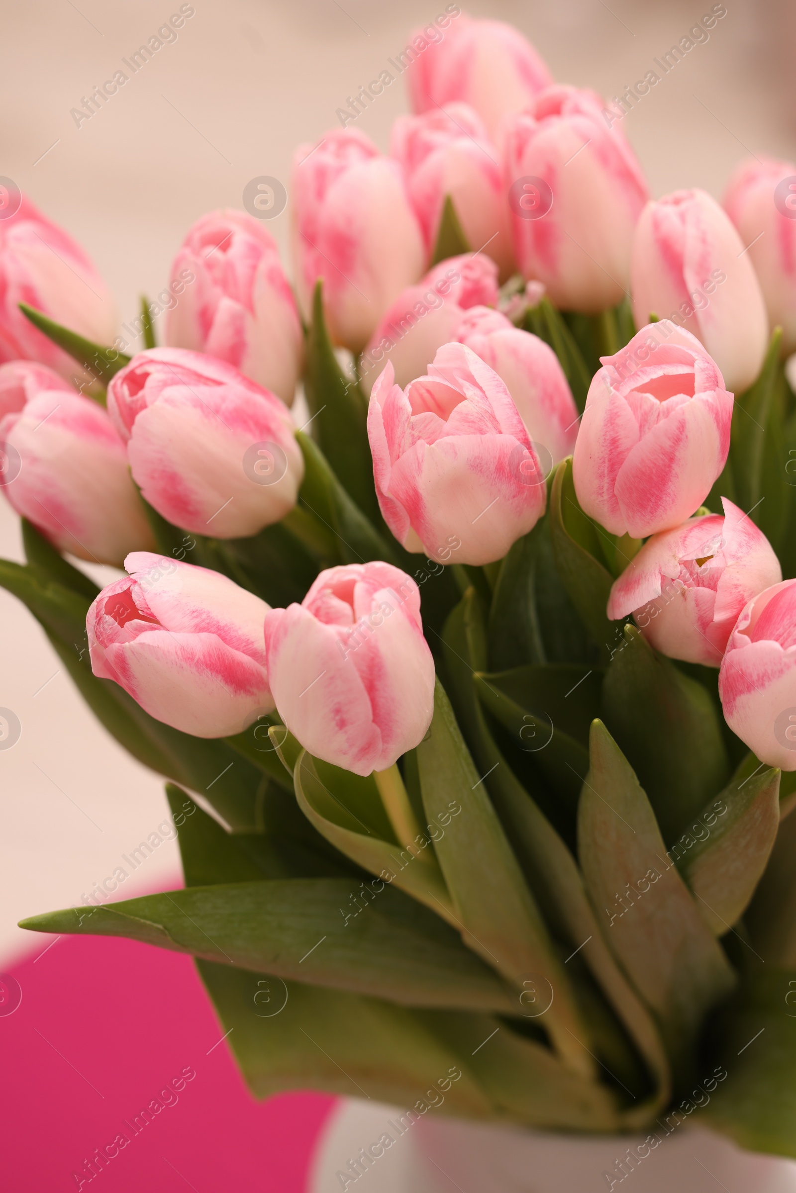 Photo of Beautiful bouquet of fresh pink tulips on blurred background, closeup