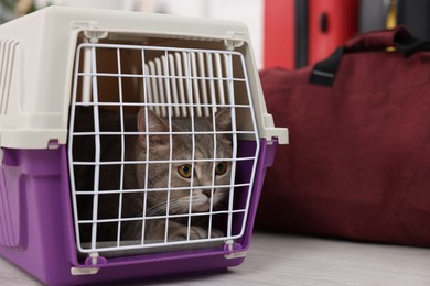 Photo of Travel with pet. Cute cat in carrier and bag indoors