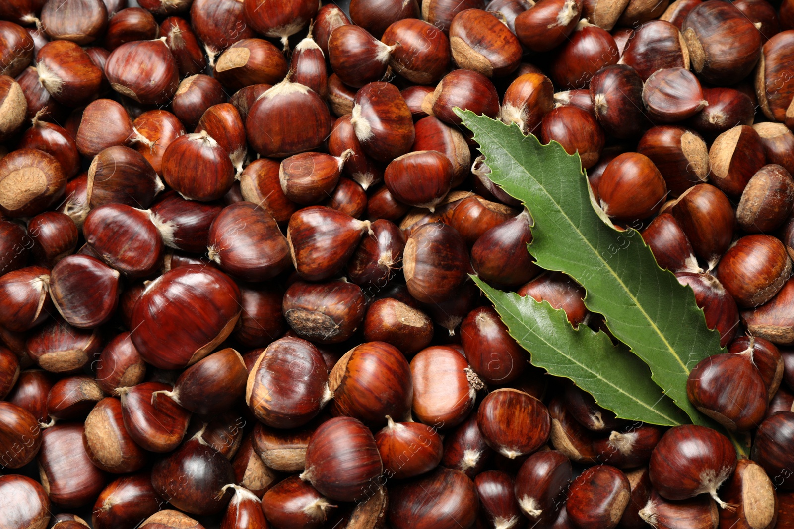 Photo of Top view of fresh edible sweet chestnuts as background, closeup